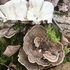Fungi and Lichens of Clark’s Reservation, NY icon
