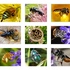 Nimbin Pollinator Project icon