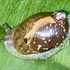 Amber Snails of Northeast North America icon