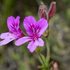 Suspected Pelargonium Hybrid - Cape Peninsula icon