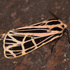 Adam&#39;s Moth Observations icon