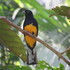 Aves de Tefé, Amazonas icon