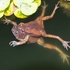 Amphibians of the Philippines icon