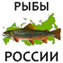 Рыбы России / Fishes of Russia icon