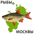 Рыбы Москвы / Fishes of Moscow icon