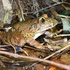 Australian Barred Frogs icon