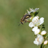 Shoalhaven/Eurobodalla native bee support post bushfires icon