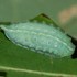 Slug Moths of West Virginia icon