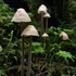 SE Alaska Mycology icon