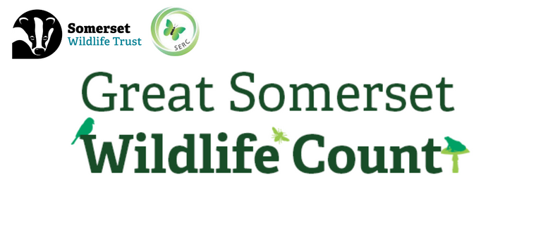 Great Somerset Wildlife Count · iNaturalist