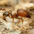 Ants of New England icon