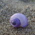 Sea snails of the Mediterranean sea icon