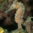 Seahorses, pipefishes, seadragons of Western Australia icon