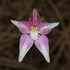 Native Hybrid Orchids of Western Australia icon