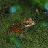 Amphibians with chytridiomycosis in CA icon