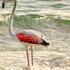 Discover Flamingo icon