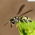 Eumeninae of Mainland China 中国大陆的蜾蠃 icon