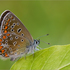 Бабочки МО icon
