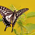 Butterfly Korea icon
