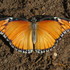 Charkhera butterfly garden icon