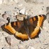 Manitoba Butterflies icon