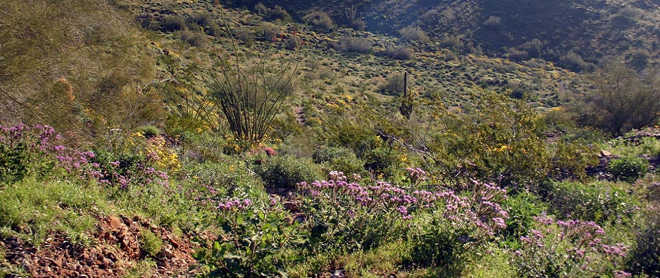 Natureful Parks- Plants and Animals of City of Phoenix Parks and Preserves  · iNaturalist