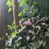 Monteverde Butterfly Gardens icon