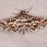 2021 Moths in Williamson County Excluding New House of Jack icon