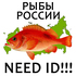 Рыбы России. Need ID icon