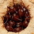 Ant Nests (Australia) icon