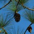 American Hard Pines of the Southeastern US icon