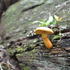 Mushrooms/BotanicalGardensMushroomMeander(BGMM)) icon