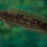 Carnivorous Freshwater Fishes of Sri lanka icon