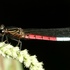 Ghana dragonflies and damselflies icon