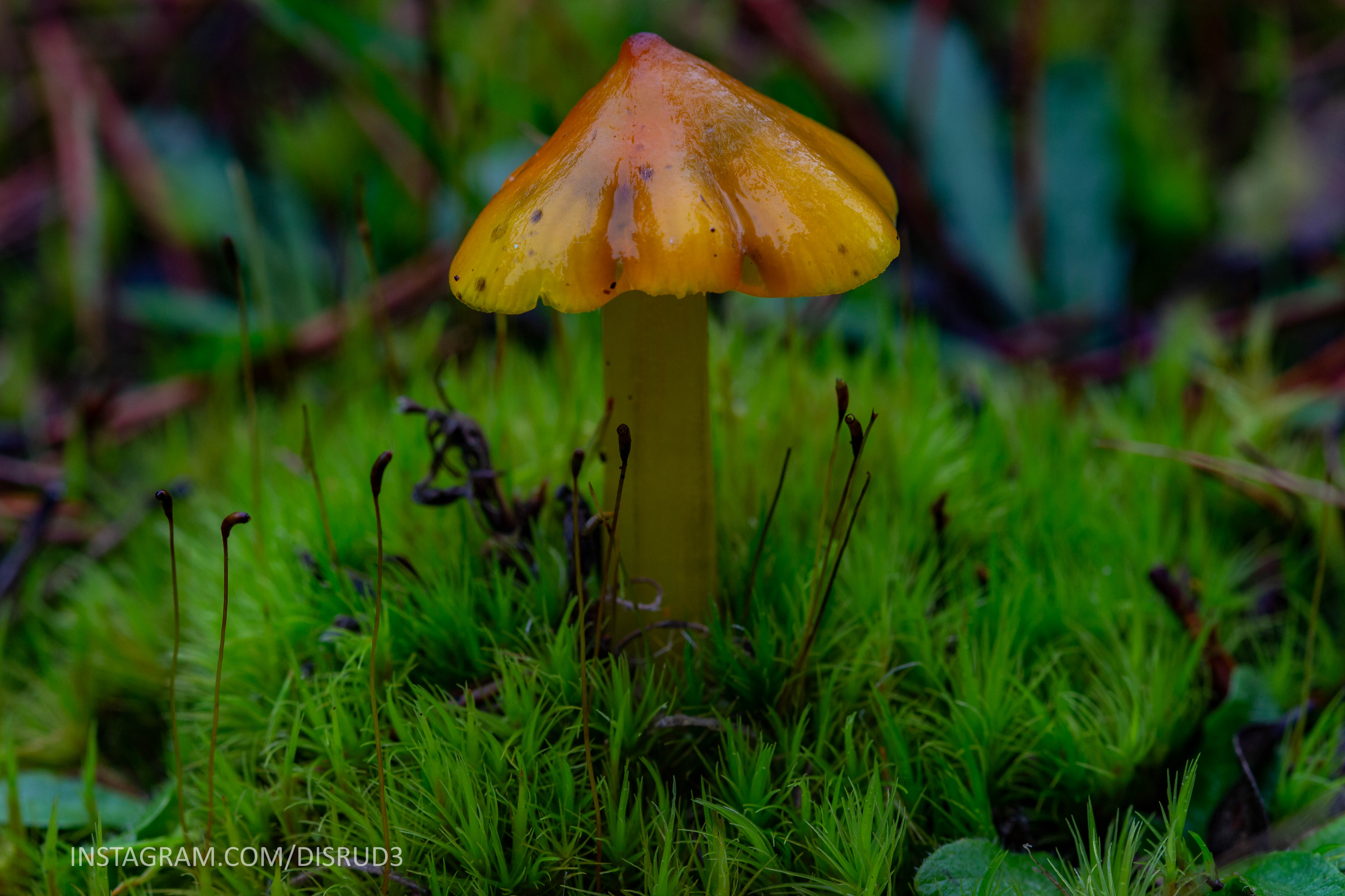 Decoding The Pacific Northwest'S Psychedelic Fungi: Pdf Inside - s3bcdme