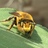 Texas Native Bee Monitoring icon
