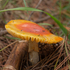 Fungi of Canberra and Surrounding Areas icon