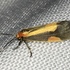 Moths of Oklahoma icon