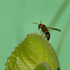 Bees and Wasps of Timor-Leste (East Timor) icon