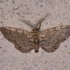 Jack&#39;s Moths of Williamson County, Texas icon