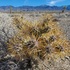 Odd Cylindropuntia echinocarpa of southern Nevada icon