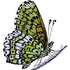 Lepidoptera Week 2022, Tasmania icon