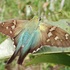 Lepidoptera | Sergipe icon