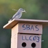 Breeding birds of SB County icon