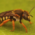 Gard - Solitary bees icon