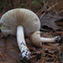 Rhode Island Mycological Society icon