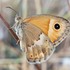 Butterflies of Crete icon