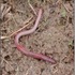 Earthworms in the Mid-Atlantic icon
