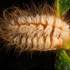 Concha Caterpillars (Megalopygidae) icon