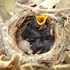 Biología reproductiva de aves Colombianas icon